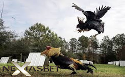 Taruhan Adu Ayam Sampai Mati S128 Live Streaming - Nexiasbet88.net Adu Ayam Sampai Mati