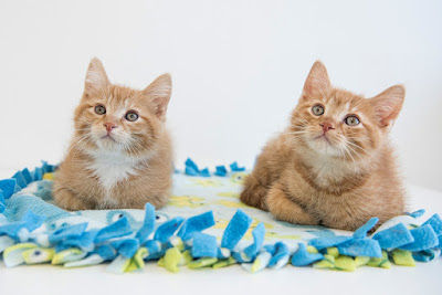 Adopt in pairs!