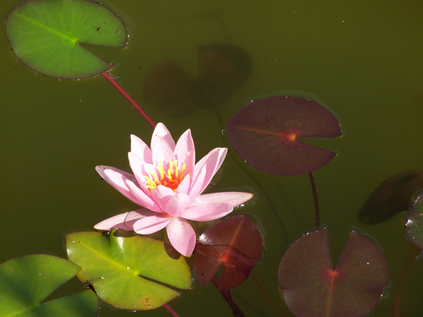 Lebenstage Waldvierteltage August 2017