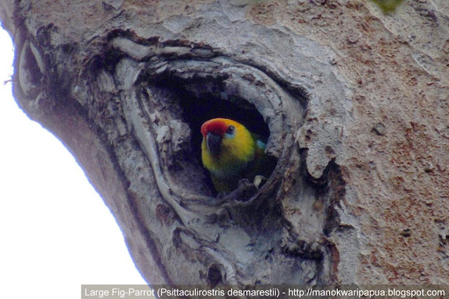 Birdwatching tour in Sorong forest of Indonesia Large Fig Parrot (Psittaculirostris desmarestii) in the jungle of Klasow valley of West Papua