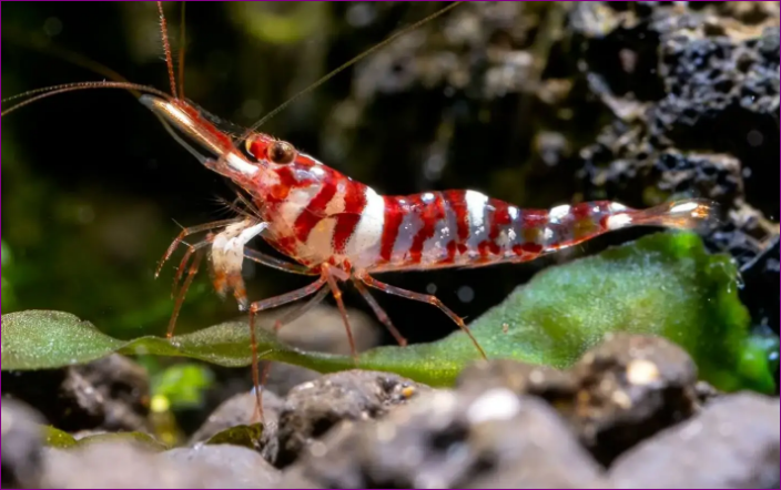 Cardinal Shrimp Jenis Udang Hias yang Bisa Mempercantik Aquascape