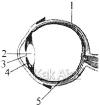 Penampang mata manusia, gambar soal Biologi SMA UN 2017