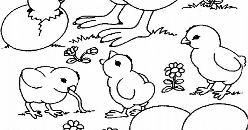 sketsa gambar ayam mewarnai anak muslim