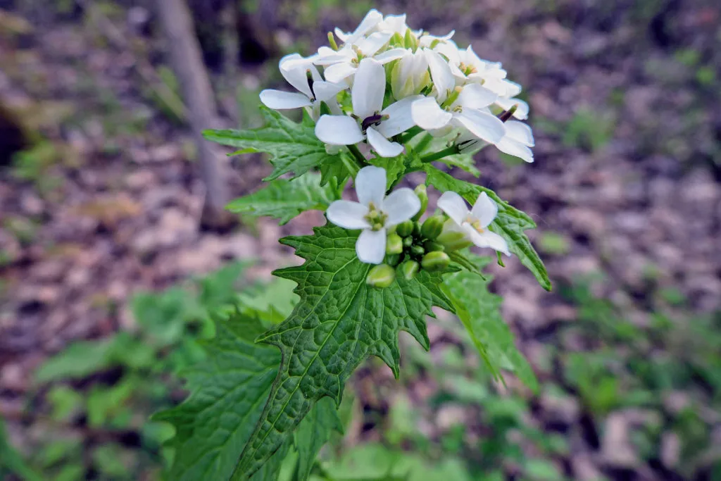 Alliaire officinale