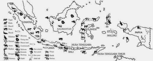 Jenis Hewan  Fauna  Di Indonesia Bagian Tengah dan Timur 