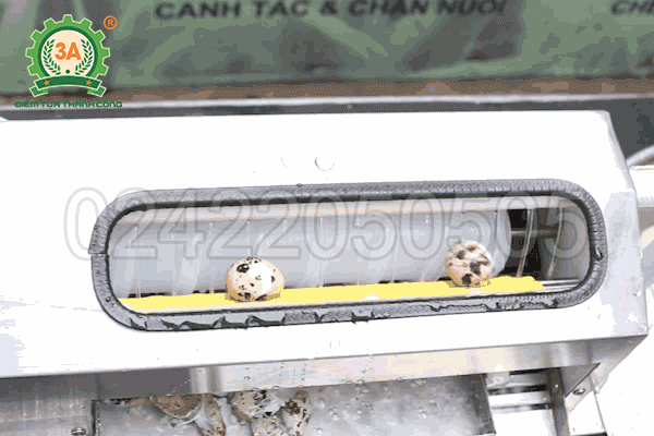 Máy bóc trứng cút