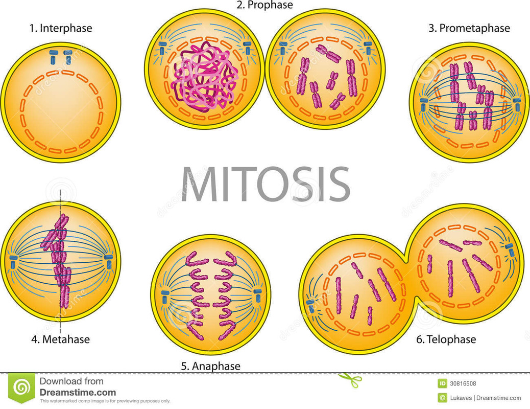 What Is Mitosis Cell Division What Is Mitosis Cell Division