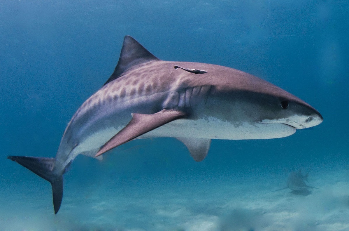 How long do tiger sharks live? Are tiger sharks dangerous to humans?
