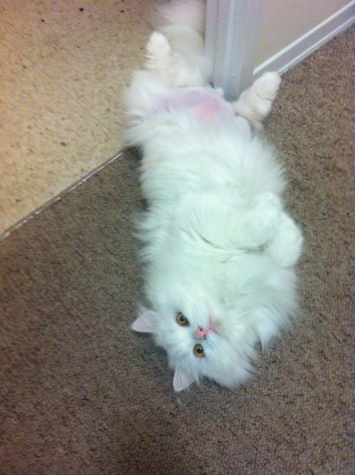 My Cat Mo's FHO Surgery Progress 3.5 Weeks Post FHO Surgery