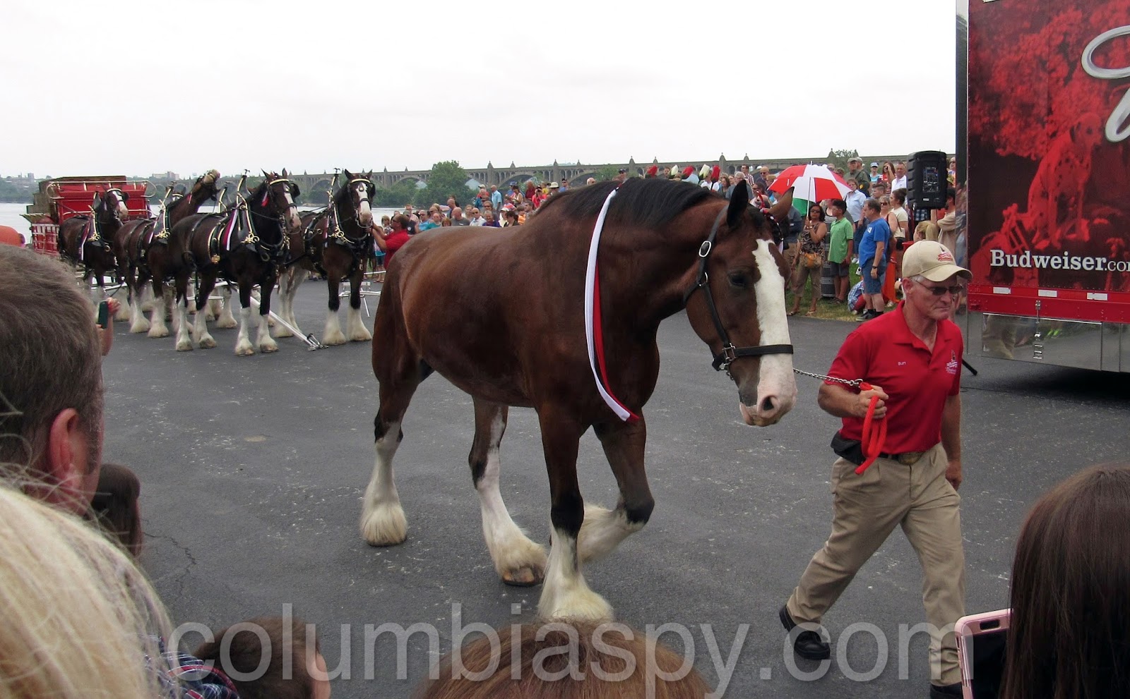 COLUMBIA SPY Clydesdales get prepped for bridge crossing into Columbia