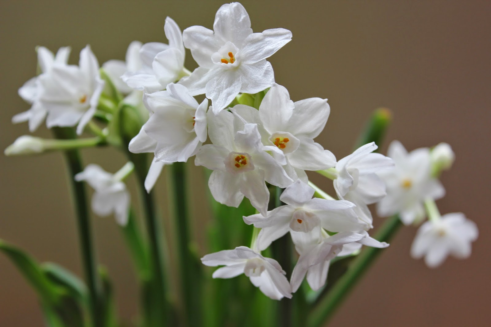 The Blue Barn Growing Paperwhites