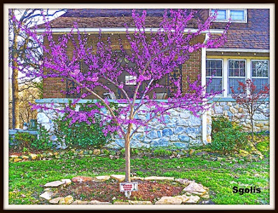 Redbud tree transplant in spring