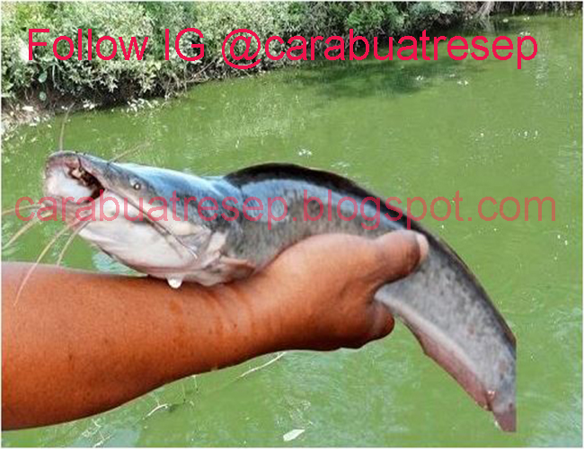 Cara Membuat Umpan Ikan Lele Galatama Air Hijau Malam Hari Resep Masakan Indonesia