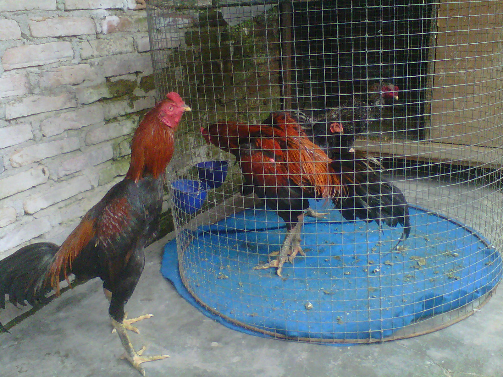 INFORMASI SEPUTAR AYAM ADUAN Mengenal pakhoy sebagai ayam INFORMASI SEPUTAR AYAM ADUAN Mengenal pakhoy sebagai ayam