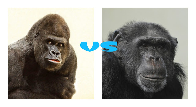 من الأقوى الشمبانزي أم الغوريلا؟
