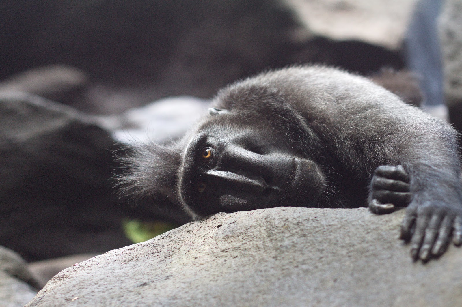 Primate/mammals of sulawesi