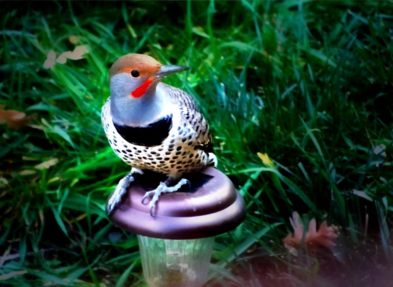 Gilded Flicker