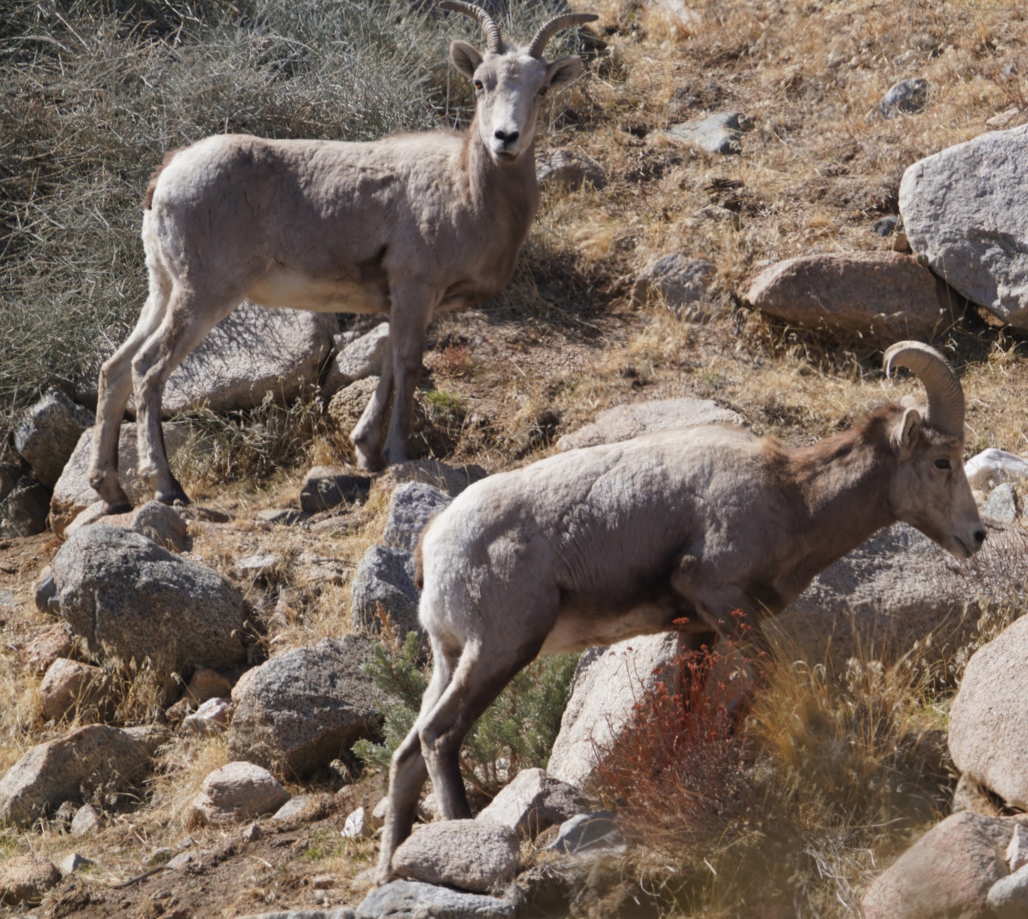 Mid Sierra Musings Endangered Sierra Nevada Bighorn Sheep 2021