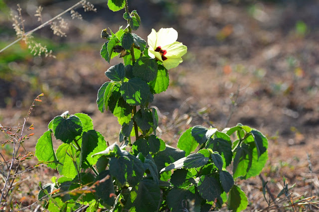 Hibiscus calyphyllus Hibiscus calyphyllus
