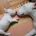 18 Extremely Sleepy Bull Terriers That You Need To See Today
