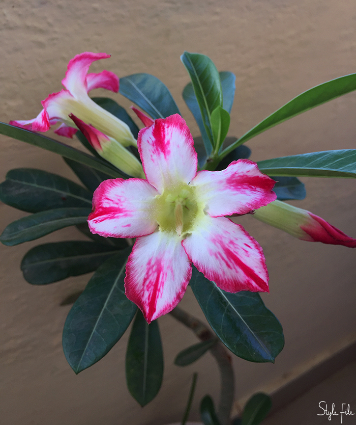 Image of pink and white flowers with green leaves in an indoor garden plant