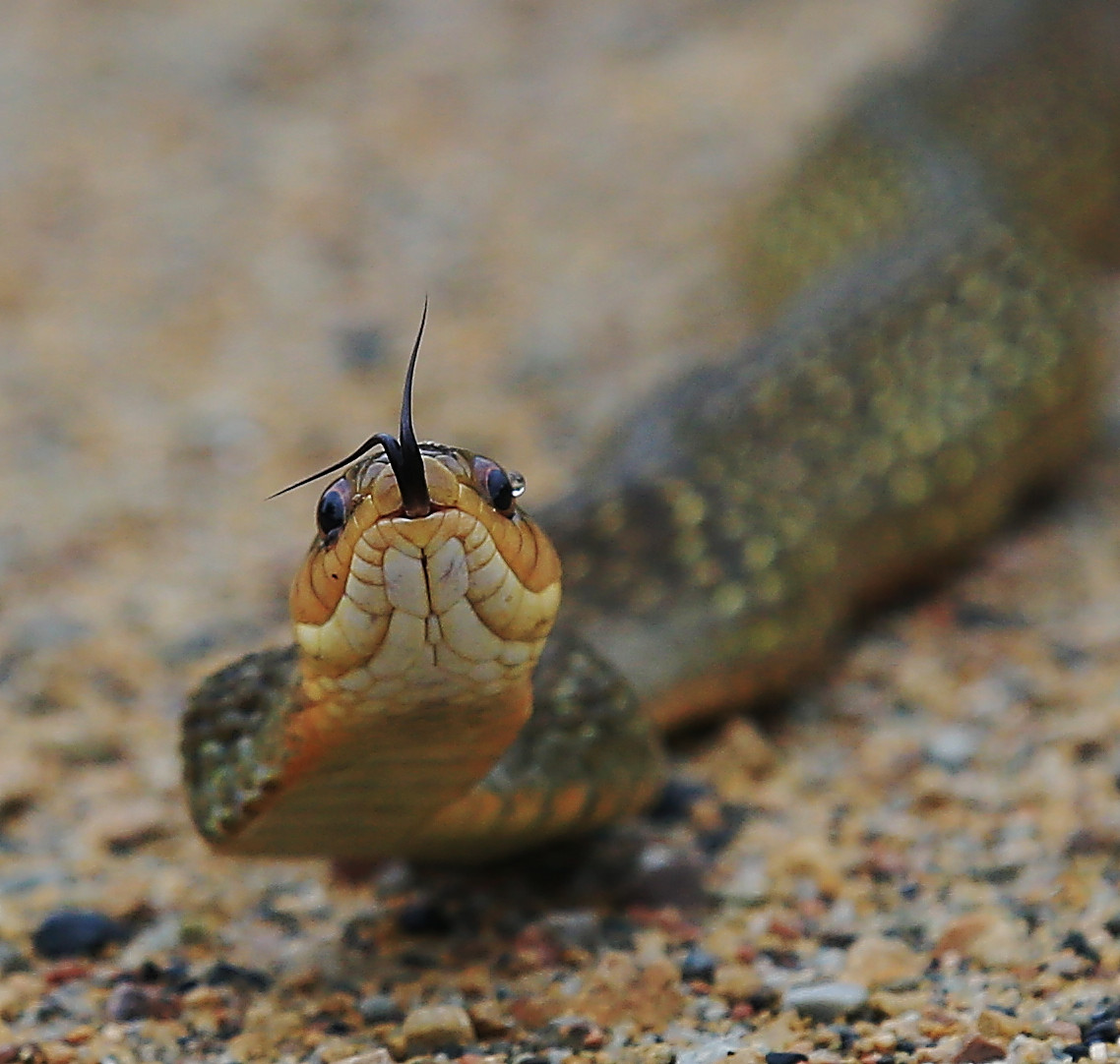 tyto tony Snarky snake not so terribly tearful