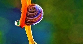 Imagenes- fotos de bichitos: Curiosa y colorida imagen de caracoles