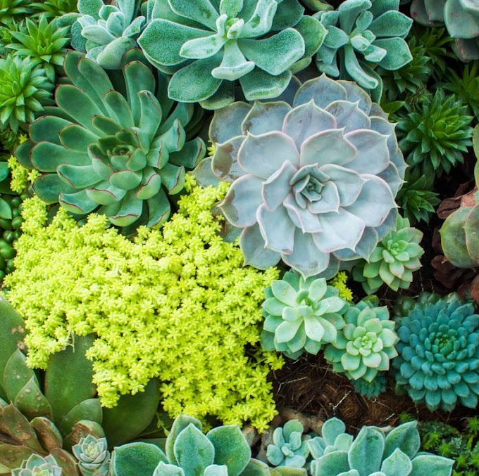 5 Helpful Tips for Growing Healthy Succulents