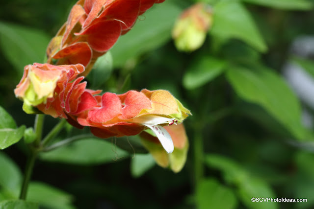 Justicia Brandegeeana - Mexican Shrimp plant flower stamen detail