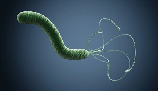 Helicobacter pylori, una bacteria en nuestro estómago con la que podemos convivir pero