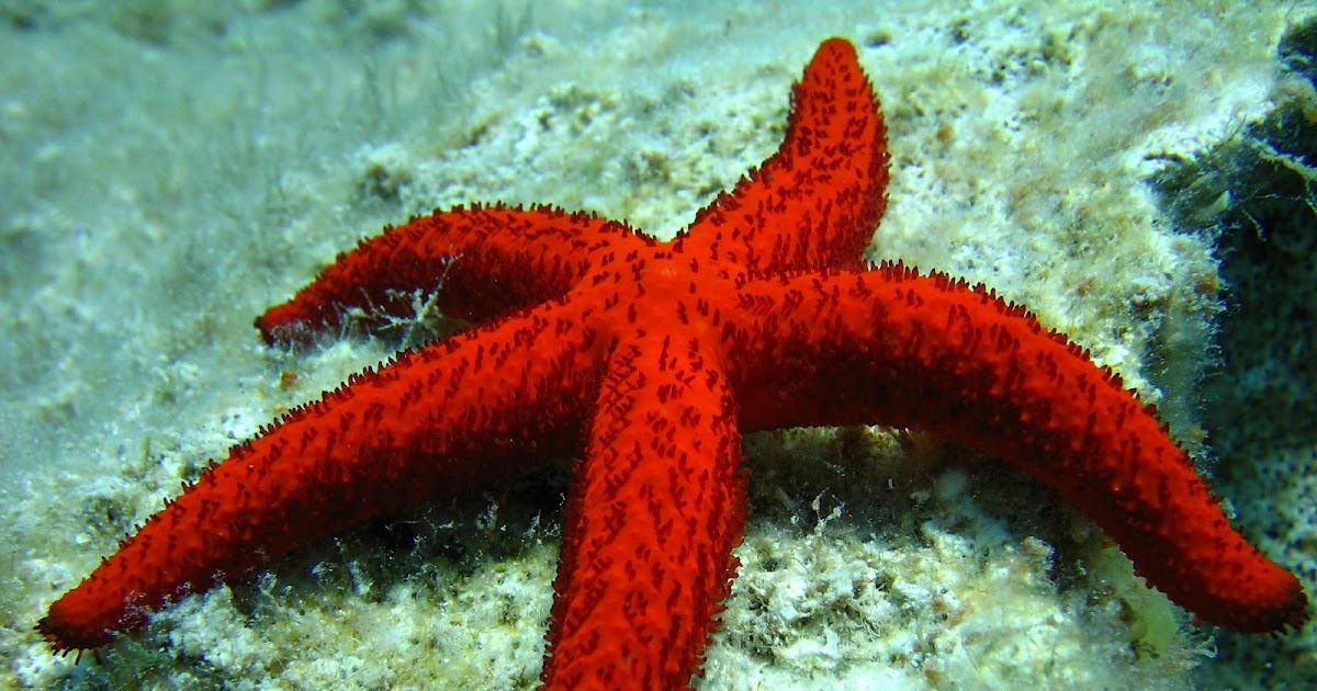 Bintang Laut Hewan Yang Dapat Menumbuhkan Kembali Tubuhnya Alamlusvi Com Bintang Laut Hewan Yang Dapat Menumbuhkan Kembali Tubuhnya Alamlusvi Com