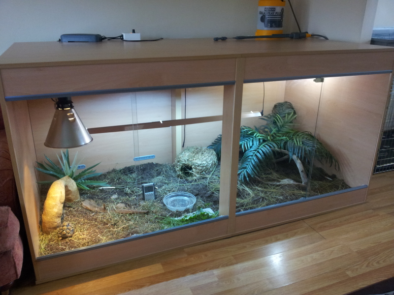 Choosing The Right Habitat For Your Russian Tortoise
