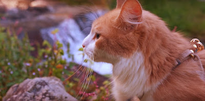 When Did The Egyptians Worship Cats