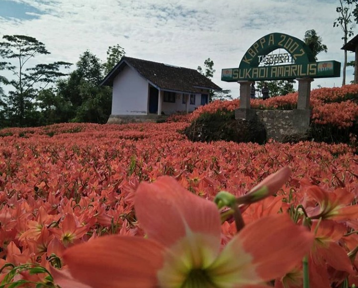 Kebun Bunga Amarilis Gunung Kidul, Tiket Masuk dan Lokasi