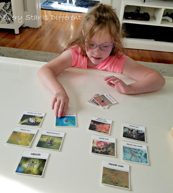 Sorting spiders and sea spiders