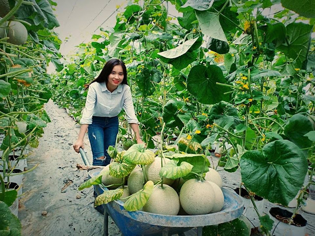 Mô hình trồng dưa lưới trong nhà màng của chị Nguyễn Thị Mai Khương thu hút khá đông khách tham quan.