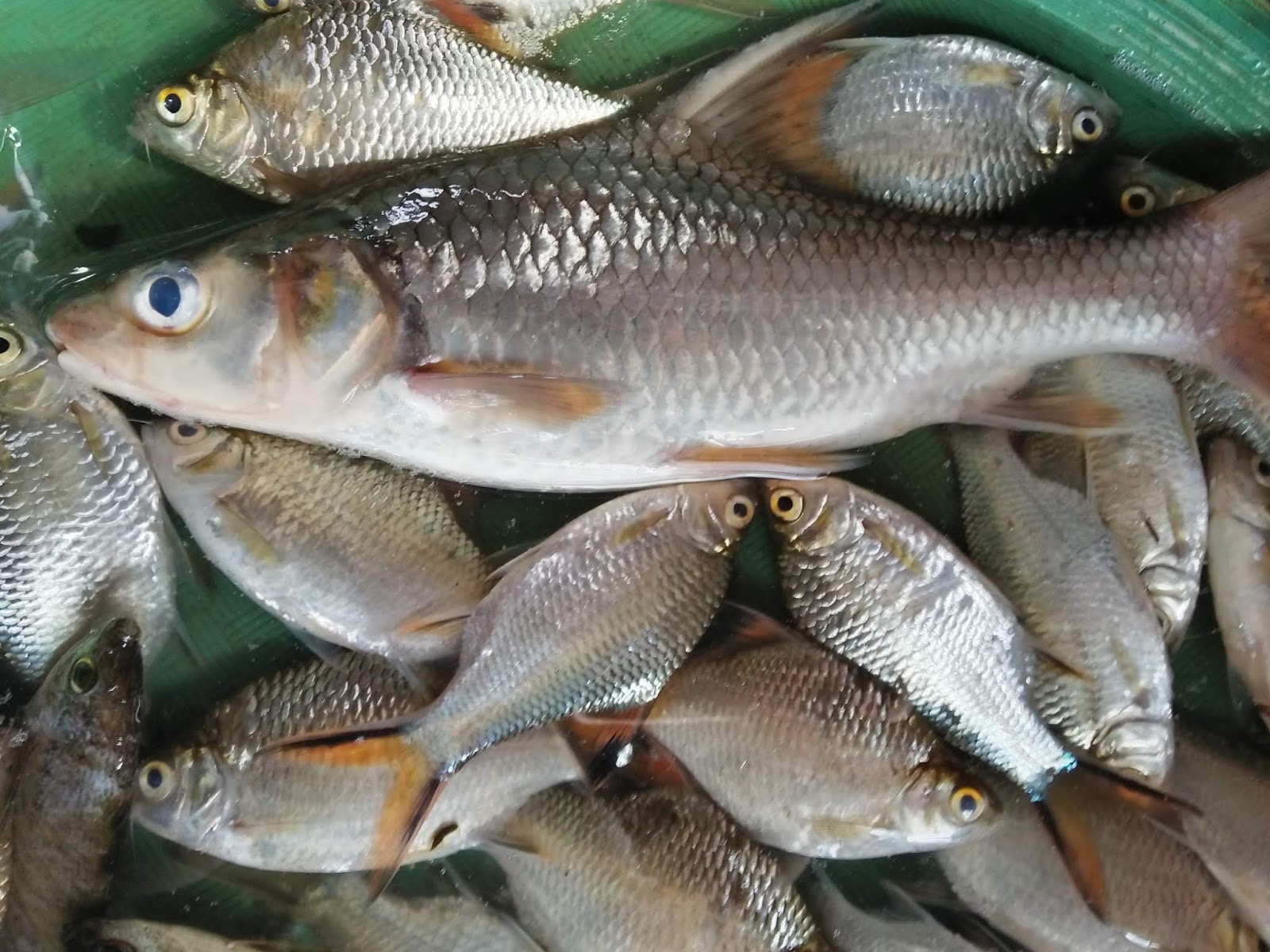 Ikan Lumajang Keramik