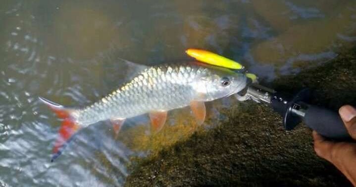 Doa Mancing Ikan Paling Mujarab Untuk Mendapatkan Banyak Tangkapan Hobi Mancing