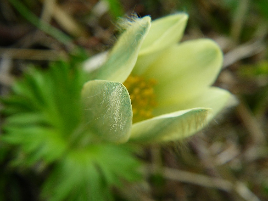 山野草 エゾツクモグサ 芦別岳 超希少
