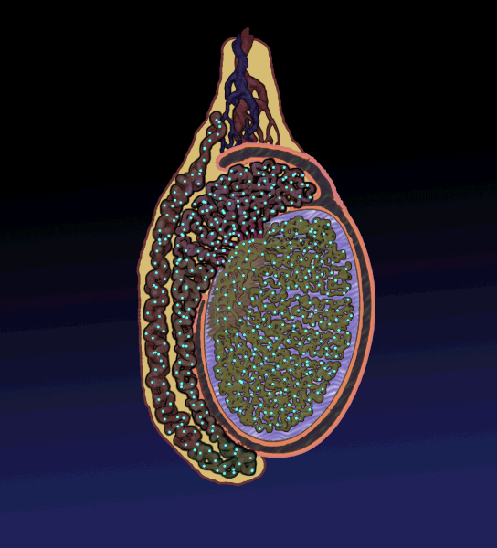 Actividad 1. Conceptos básicos.