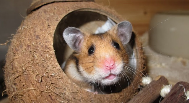 Tips Beli Hamster dan Cara Merawatnya