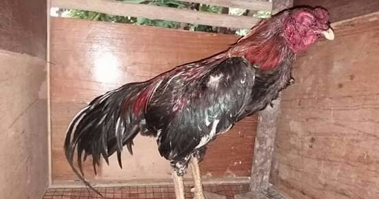 Cara Alami Mengobati Mata Ayam Terkena Taji Atau Jalu Bangkokterbaik Cara Alami Mengobati Mata Ayam Terkena Taji Atau Jalu Bangkokterbaik