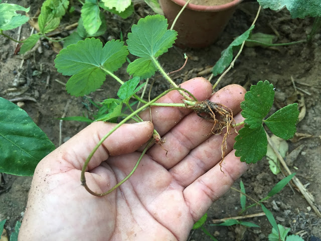 Sometimes you can find a smaller strawberry plant with roots in the ground that is still attached to its mother plant, you can pull it up gently, and plant it in a small pot filled with soil and water it soon this this will be a new strawberry plant