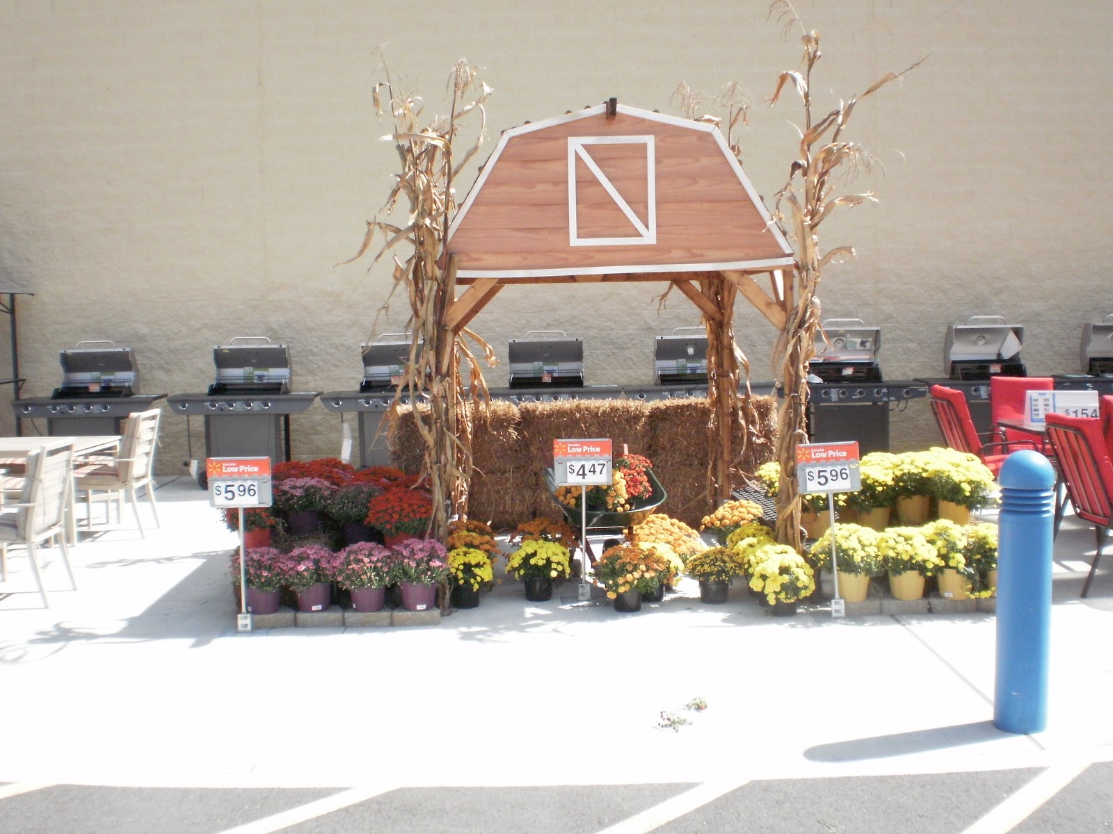 LandScape&Gardening4u Mums at Walmart