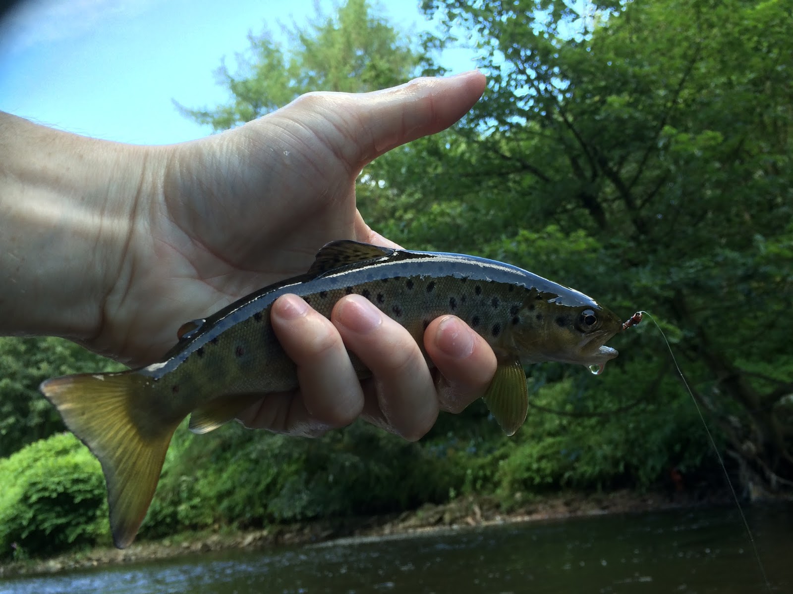 Fishing the Irwell An Urban Fly Fishing Journey Fly Fishing The