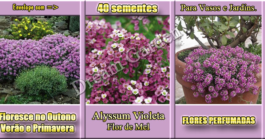 Alyssum Violeta - Flor de Mel
