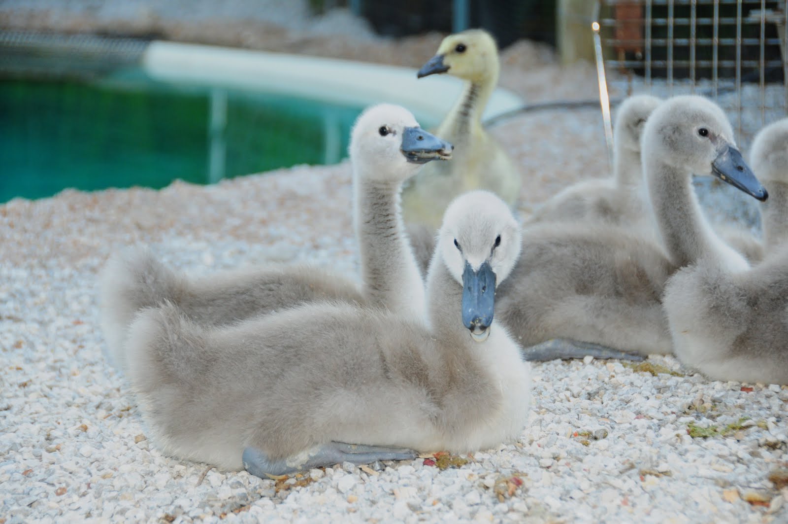 Hunter Isaacson & Family Swan Farm Pictures