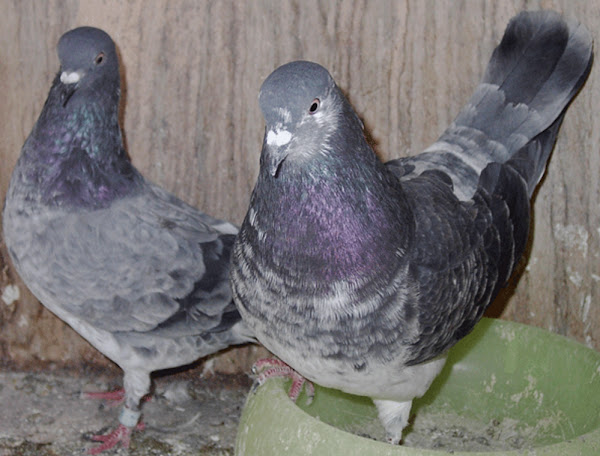 tippler pigeon, tippler pigeons, about tippler pigeon, tippler pigeon appearance, tippler pigeon breed, tippler pigeon breed info, tippler pigeon breed facts, tippler pigeon care, caring tippler pigeon, tippler pigeon color, tippler pigeon color varieties, tippler pigeon characteristics, tippler pigeon facts, tippler pigeon for flying, tippler pigeon flying duration, tippler pigeon history, tippler pigeon info, tippler pigeon images, tippler pigeon origin, tippler pigeon photos, tippler pigeon pictures, tippler pigeon rarity, raising tippler pigeon, tippler pigeon rearing, tippler pigeon size, tippler pigeon temperament, tippler pigeon tame, tippler pigeon uses, tippler pigeon types, tippler pigeon uses, tippler pigeon varieties, tippler pigeon weight