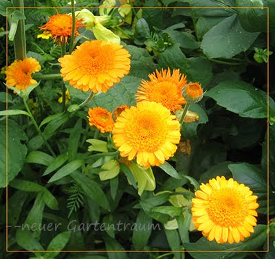 -neuer Gartentraum-: September 2012