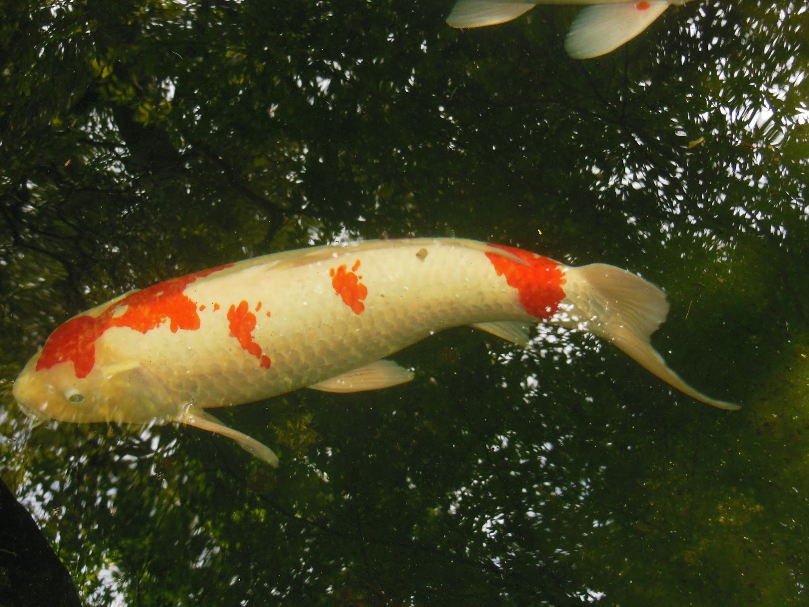 Healthy-koi-fish-in-pond.jpg